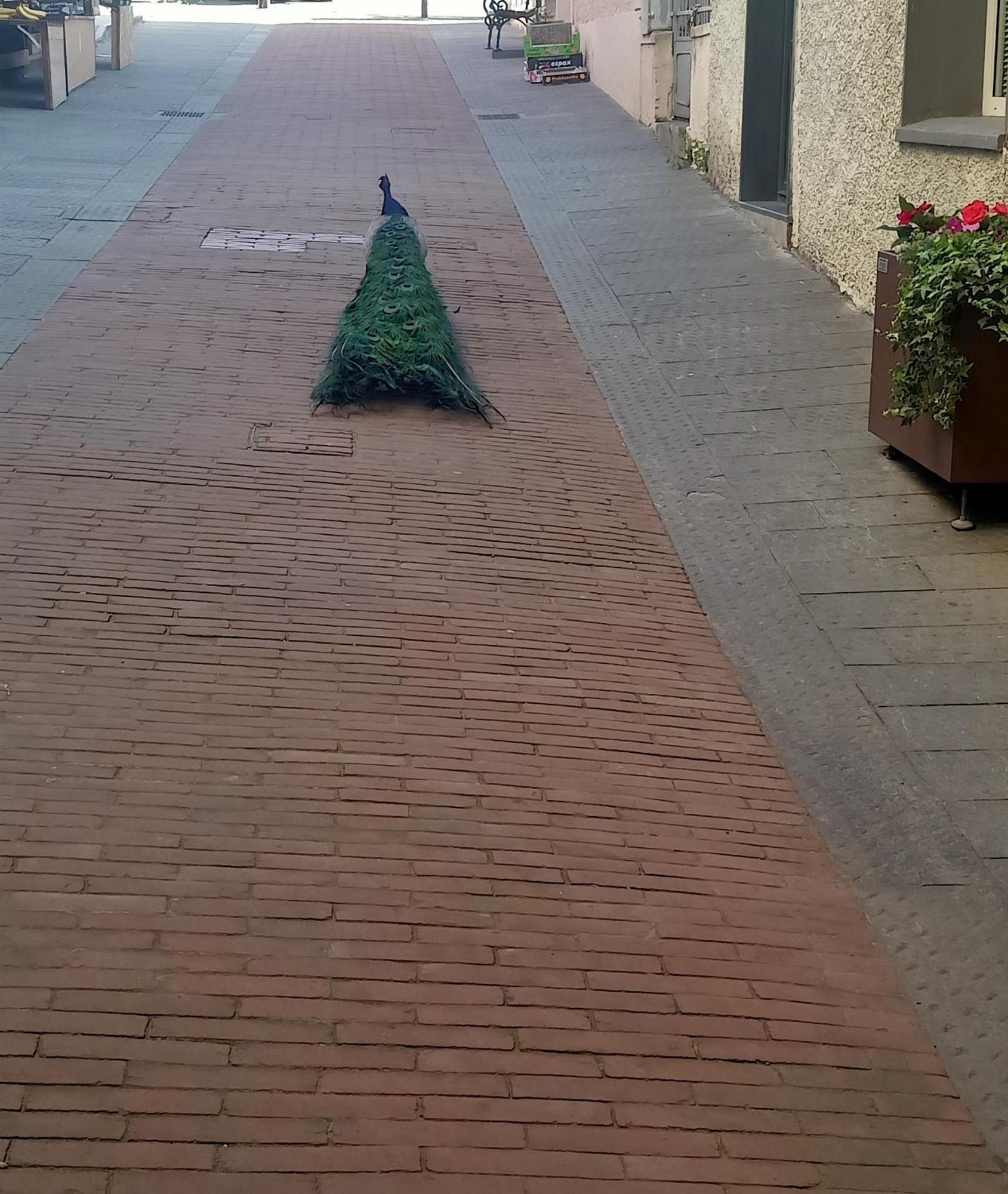 Hotel Serena Arenzano Zewnętrze zdjęcie
